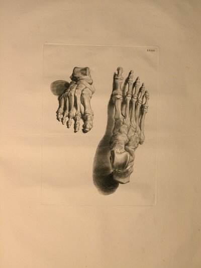 Albinus II, Pl. XXXIII: Scheletro di un piede, illustrazione da 